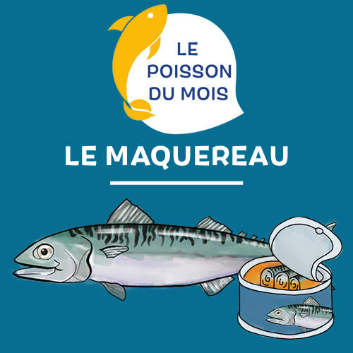 Le poisson du mois : le maquereau Le poisson du mois : le maquereau