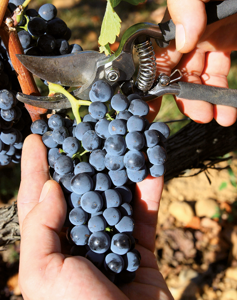 Biocoop soutient la viticulture Bio ! Biocoop soutient la viticulture Bio !