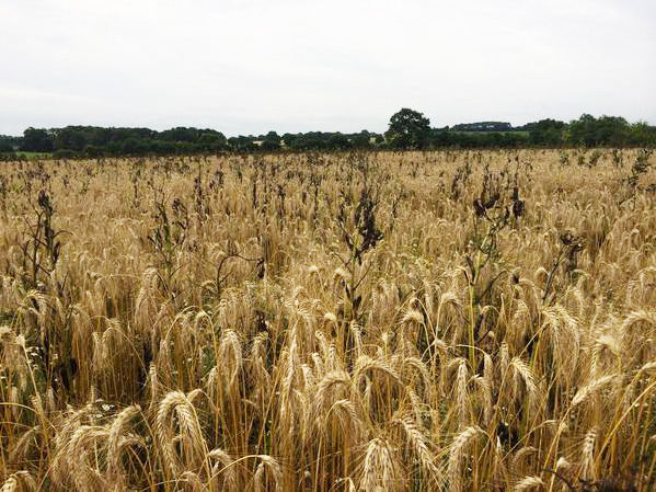 Mélange céréalier Céréales bio_Biocoop