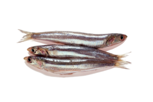 Pêcher peu, pêcher mieux Pêcher peu, pêcher mieux